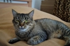 Спокойная и добрая кошка Анфиса в добрые руки в объявлении 5 фото Спокойная и добрая кошка Анфиса в добрые руки картинка из объявления