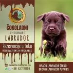 Щенки коричневого лабрадора картинка из объявления