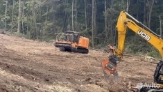 Расчистка 24/7, мульчирование от 1 Га, выкорчевка в объявлении 10 фото Расчистка 24/7, мульчирование от 1 Га, выкорчевка картинка из объявления