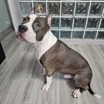 Шикарный  голубой кобель Амстаффтерьера картинка из объявления