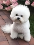 Щенки бишон фризе из племенного питомника Plush Club в объявлении 1 фото Щенки бишон фризе из племенного питомника Plush Club картинка из объявления