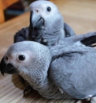 Жако - ручные птенцы из питомника картинка из объявления