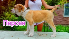 Среднеазиатская овчарка алабай щенки в объявлении 2 фото Среднеазиатская овчарка алабай щенки картинка из объявления