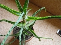 комнатный цветок алоэ древовидный возраст более 5 лет в объявлении 1 фото комнатный цветок алоэ древовидный возраст более 5 лет картинка из объявления