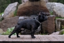 Французский бульдог очень дружелюбный и воспитанный парень готов для вязки! картинка из объявления