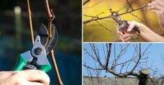 Обрезка плодовых деревьев Новая Усмань и опрыскивание деревьев в в объявлении 4 фото Обрезка плодовых деревьев Новая Усмань и опрыскивание деревьев в картинка из объявления