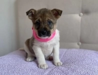 Очаровательные щенки в добрые руки! картинка из объявления