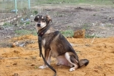 Дружелюбная Дэби ищет хозяина картинка из объявления