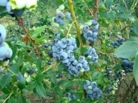 , купить растения в объявлении 4 фото , купить растения картинка из объявления