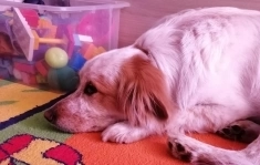 Супер собака кобель Жора 5 лет картинка из объявления