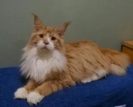 Кот мейн-кун. д.р.10 Января в объявлении 1 фото Кот мейн-кун. д.р.10 Января картинка из объявления