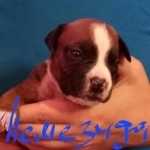 Чудесные мальчики и девочки аст бронь в объявлении 10 фото Чудесные мальчики и девочки аст бронь картинка из объявления