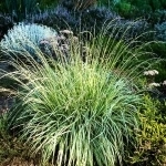 Саженцы злаковых для сада и дачи в объявлении 5 фото Саженцы злаковых для сада и дачи картинка из объявления