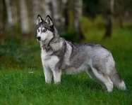 Добрая собака Аляска ищет дом! в объявлении 6 фото Добрая собака Аляска ищет дом! картинка из объявления