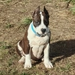 Красивая девочка Амстаффтерьера ркф в объявлении 11 фото Красивая девочка Амстаффтерьера ркф картинка из объявления