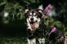 Метис маламута Берт в поисках лучшей семьи. в объявлении 6 фото Метис маламута Берт в поисках лучшей семьи. картинка из объявления