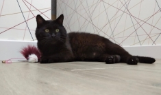 Красивый и статный котяра ищет дом в объявлении 3 фото Красивый и статный котяра ищет дом картинка из объявления