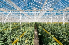 Разнорабочие в теплицы в ТК Овощи Черноземья в объявлении 1 фото Разнорабочие в теплицы в ТК Овощи Черноземья картинка из объявления