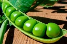 Семена гороха ярового купить Аксайский усатый 7 ЭСО Мадонна в объявлении 2 фото Семена гороха ярового купить Аксайский усатый 7 ЭСО Мадонна картинка из объявления