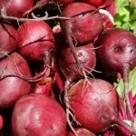 Свежие грунтовые овощи оптом в Алтайском крае в объявлении 3 фото Свежие грунтовые овощи оптом в Алтайском крае картинка из объявления