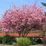 Сакура (вишня японская декоративная) в горшках для посадки купить картинка из объявления