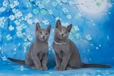 Алена Юрьевна в объявлении 1 фото Алена Юрьевна картинка из объявления