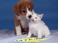 Агентство недвижимости Нателла, во Владимире. Обзор услуг в объявлении 1 фото Агентство недвижимости Нателла, во Владимире. Обзор услуг картинка из объявления