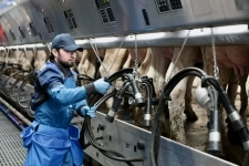 Доярка на ферму в объявлении 1 фото Доярка на ферму картинка из объявления