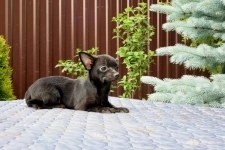 Гламурные щенки Чихуахуа картинка из объявления