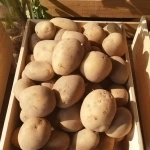 Свежий урожай на долгое хранение оптом в Алтайском крае картинка из объявления