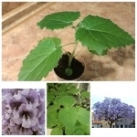 Растения картинка из объявления