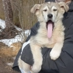 Три сестрички и их маленький братик ищут заботливых мам и пап. картинка из объявления