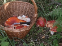 Продам мухомор сушеный в Спб 2024 картинка из объявления