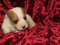 Джек Рассел Терьер в объявлении 3 фото Джек Рассел Терьер картинка из объявления