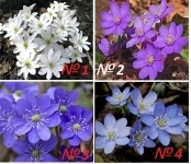 Печеночница картинка из объявления