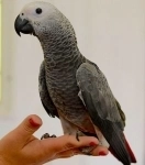 Жако - ручные птенцы из питомника картинка из объявления