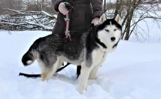 сибирский хаски в добрые руки в объявлении 3 фото сибирский хаски в добрые руки картинка из объявления