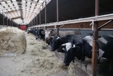 Скотник вахтой с проживанием картинка из объявления