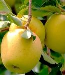 Саженцы колоновидных яблонь в объявлении 6 фото Саженцы колоновидных яблонь картинка из объявления