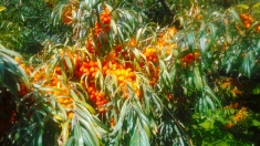 Облепиха ягоды оптом мороженая. Облепиха свежая в объявлении 6 фото Облепиха ягоды оптом мороженая. Облепиха свежая картинка из объявления