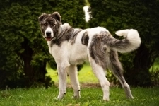 Кавказский волкодав в добрые руки. картинка из объявления