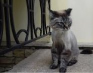 Стрижка собак и кошек без наркоза в объявлении 6 фото Стрижка собак и кошек без наркоза картинка из объявления