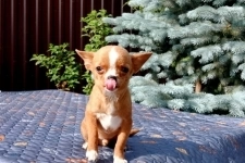 Милые мальчики мини и мелкий стандарт Чихуахуа в объявлении 12 фото Милые мальчики мини и мелкий стандарт Чихуахуа картинка из объявления