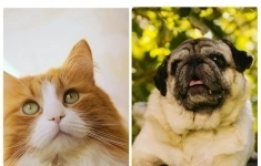 Ветеринарный фельдшер в объявлении 1 фото Ветеринарный фельдшер картинка из объявления