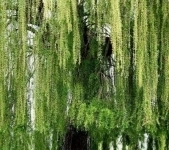 Крупномеры в Москве и Подмосковье с доставкой и посадкой картинка из объявления