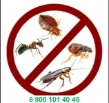 Предлагаю услуги дезинсекции картинка из объявления