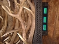 Рога оленя в объявлении 2 фото Рога оленя картинка из объявления