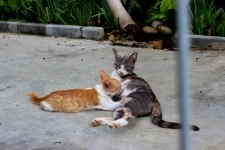 Качественные фото домашних любимцев картинка из объявления