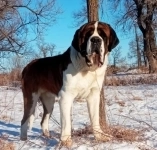 Сенбернара щенков предлагает плем. питомник РКФ Дар Далай Лама картинка из объявления