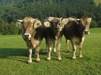 скупаю коров быков лошадей в объявлении 1 фото скупаю коров быков лошадей картинка из объявления